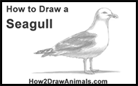 How to Draw a Seagull