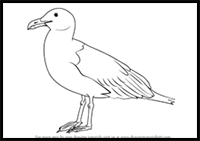 How to Draw a Seagull