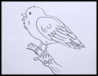 How to Draw a Songbird