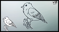 How to Draw Songbird