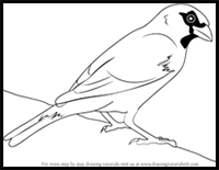 How to Draw a House Sparrow