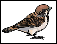 How to Draw a Sparrow – a Step by Step Guide