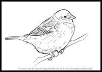 How to Draw a Tree Sparrow
