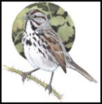 How to Draw a Song Sparrow Step-by-Step