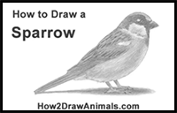 How to Draw a Sparrow
