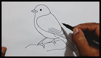 How to Draw a Bird | How to Draw a Sparrow