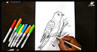 How to Draw Sparrow Bird