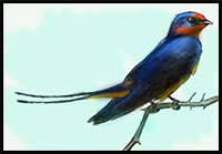 How to Draw a Swallow Bird