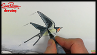 How to Draw a Swallow in Flight