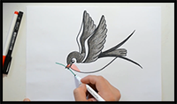 How to Draw a Swallow / Bird Drawing for Kids