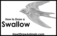 How to Draw a Swallow