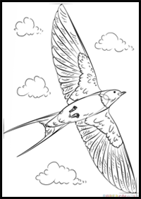 How to Draw a Barn Swallow

