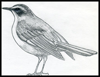 How to Draw Realistic Birds Drawing Lessons