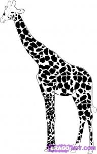 How to draw giraffes