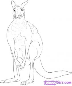 How to draw kangaroos