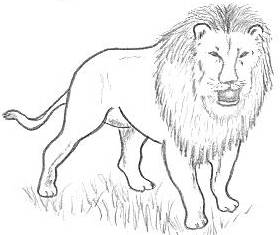 How to draw lions