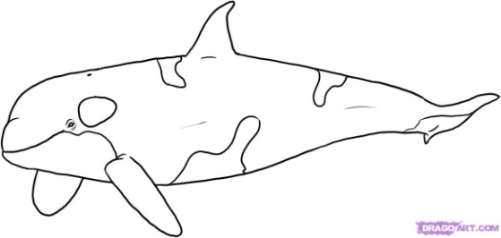 How



  to draw whales