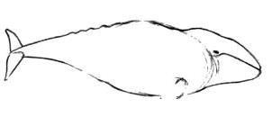 How to draw Whales