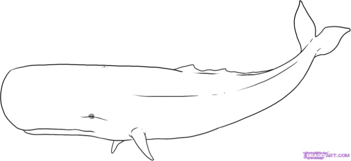 How to draw whales