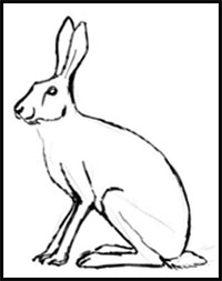 how to draw a hare