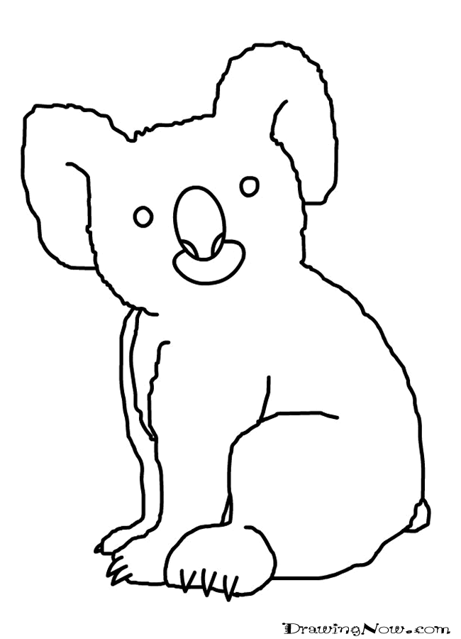 How to Draw a Koala Bears Drawing Lessons