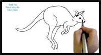 how to draw a kangaroo