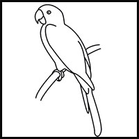 how to draw a parrot