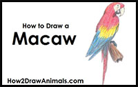 how to draw a scarlet macaw