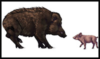How to Draw Domestic Pigs, Wild Boars and Warthogs