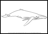 how to draw a humpback whale