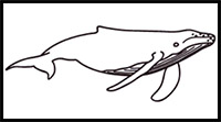 how to draw a humpback whale