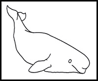 how to draw a beluga whale