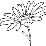Drawing the Daisy : How to Draw Daisies Step by Step Lessons