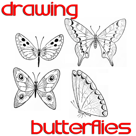 Butterfly Coloring Sheets on Butterfly Drawing Easy Methods   How To Draw Butterflies Step By Step