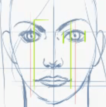 Proportions Of A Face. Proportions of the Face – What