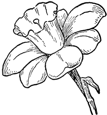 Even some younger children might be able to draw an illustrated Daffodil if