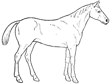 draw horse. How to Draw Horses with Easy