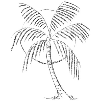 dates tree drawings. How to Draw Palm Trees in