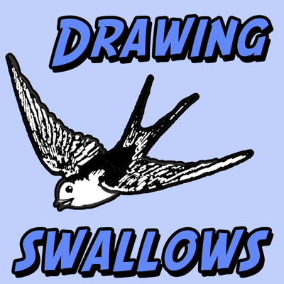 pictures of birds to draw. How to Draw Birds : Swallows