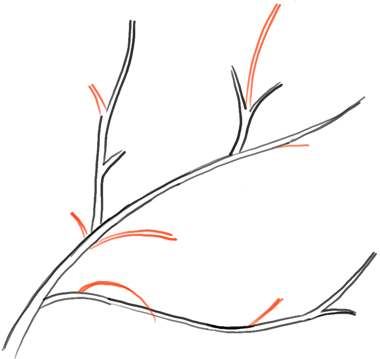  How To Draw Branches  The ultimate guide 