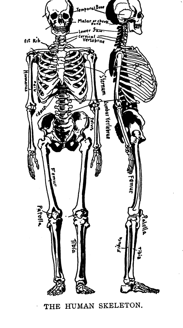 basic drawing anatomy