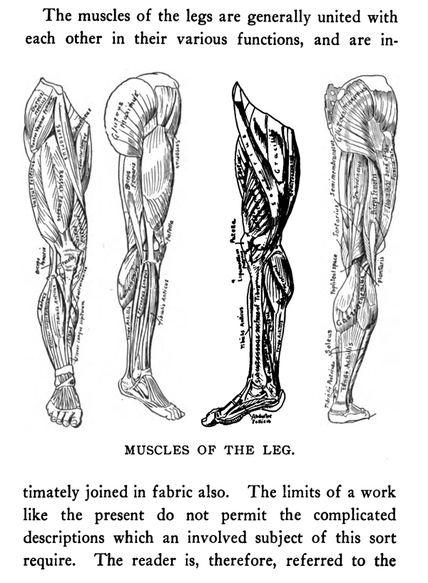 human anatomy figure for artists