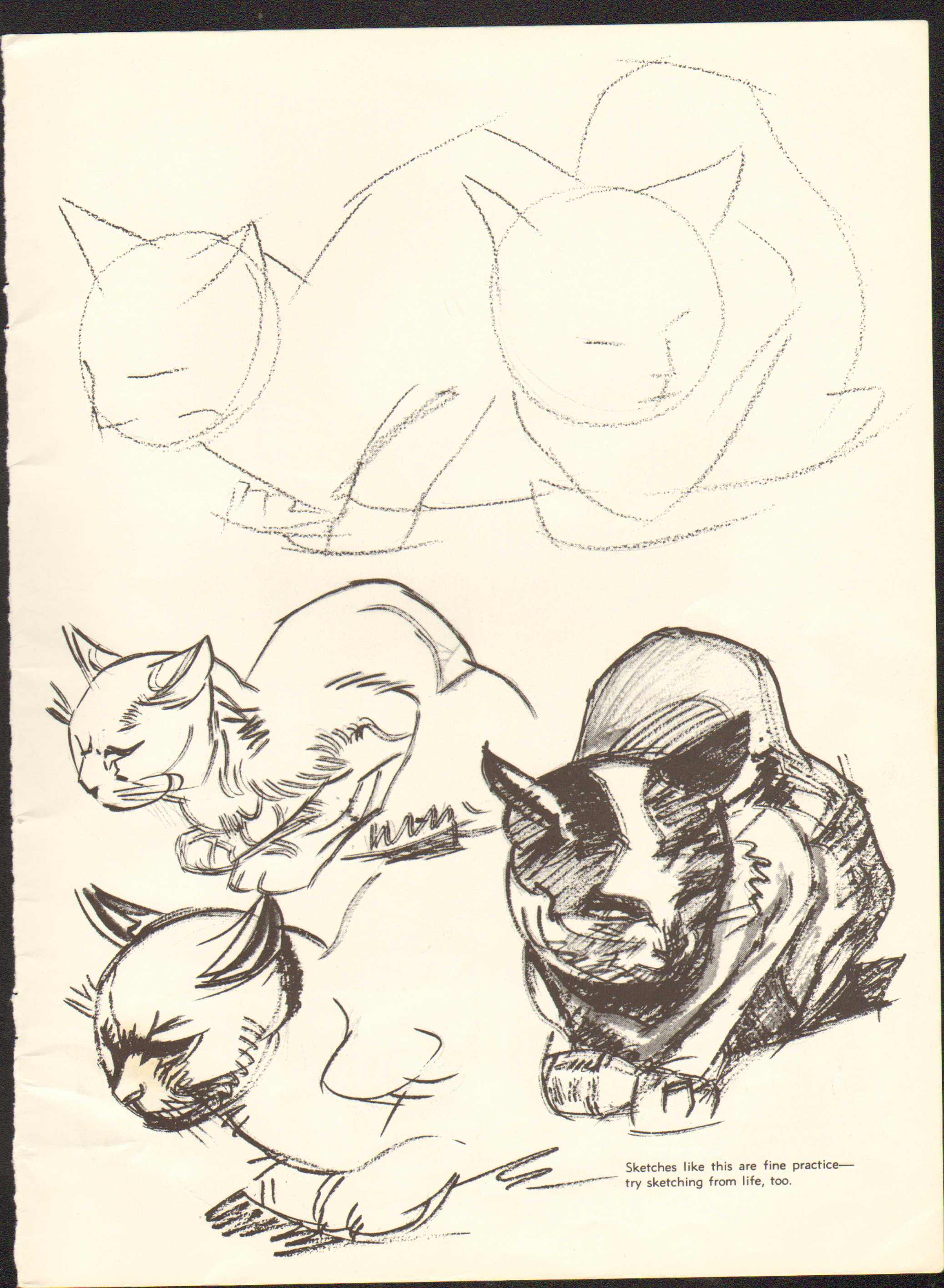 how-to-draw-cats_img_28.jpg