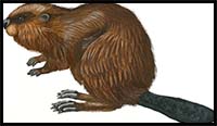 How to Draw a Beaver