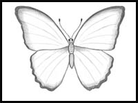 How to Draw a Butterfly