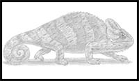 How to Draw a Chameleon