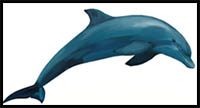 how to draw a dolphin