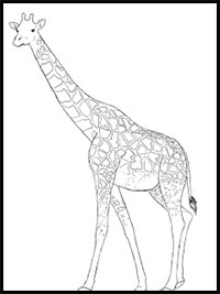 easy giraffe pencil drawing