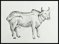 How to Draw Cows : Drawing Tutorials & Drawing & How to Draw Cows ...