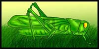 How to Draw a Grasshopper